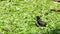 Young oriental magpie-robin spread its wing on floor