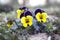 Young orphan pansy viola violaceae flowers yellow blue purple close up closeup