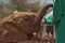 a young orphaned african elephant drinks milk from a bottle by its keeper\'s hands at the Sheldrick Wildlife Trust Orphanage,