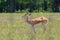 Young Oryx grazing in ranch field