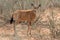 Young oryx at kgalagadi park