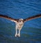 Young Osprey dripping with water after dive into gulf