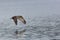 Young Osprey Flight Reflection