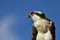 Young Osprey headshot