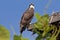 Young Osprey Overlook - Sanibel Island, Florida