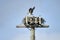 Young Osprey Pandion haliaetus tests itâ€™s wings