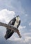 Young Osprey Perched on a Dead Tree