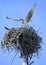 Young Osprey Taking Off From It\'s Nest