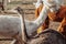 Young ostrich on farm walks with alpacas. Farm life. Pets. Breeding of animals. Animal care. Own production. Cohabitation.