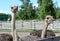 Young ostriches at a farm