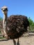 Young ostriches on a farm