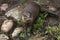 Young otter posing