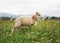 Young ouessant sheep or lamb with blue tag around neck, grazing on green spring meadow, closeup detail