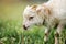 Young ouessant sheep or lamb, closeup detail on head, blurred green meadow background