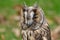 Young Owl (long-eared) portrait