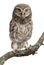 Young owl perching on branch