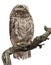 Young owl perching on branch