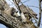 Young Owlet Devouring a Rodent Brought by Its Parent