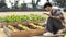 Young owner of a small organic vegetable garden business uses a tablet to control and direct the supply of water and nutrients