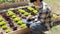 Young owner of a small organic vegetable garden business uses a tablet to control and direct the supply of water and nutrients