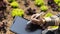 Young owner of a small organic vegetable garden business uses a tablet to control and direct the supply of water and nutrients