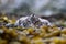 Young oystercatcher flattened on seaweed