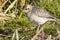 Young Pacific Golden Plover autumn day on Bering