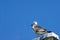 Young Pacific Gull, Busselton, WA, Australia