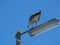 A Young Pacific Gull Larus pacificus perching on a street lamp alone with blue sky background.