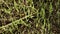 Young paddy plants growing from discarded rice seeds during post processing