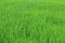 Young paddy seed growing in field. Green grass in the wind. Fresh green grass background. Green color background. Paddy plant.