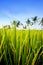 Young paddy on stalks in lush fields of Bali