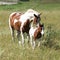 Young paint horse with little foal moving together