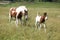 Young paint horse with little foal moving together