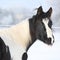 Young paint horse mare in winter