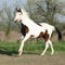 Young paint horse running in front of some flowered trees