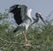 The young painted stork with crooked beak flapping wings