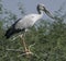 The young painted stork with crooked beak sitting on tree branch