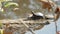 Young Painted Turtle sun basking in Pandapas Pond Park Newport Va.
