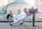 Young pair capoeira partnership ,spectacular sport