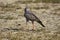 Young Pale Chanting Goshawk Melierax canorus