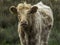 Young pale coloured highland cow