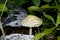 Young pale toad in the forest