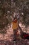 A young Palestinian boy in an olive grove.