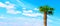 Young palm tree against the cloudly blue sky. Space for text. Vacation at sea. Tropics. Summer rest. Tourism