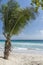Young palm tree Barbados