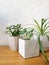 Young pancake plant, jade plant and spider plant