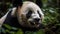 Young panda eats bamboo in nature reserve generated by AI