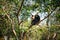 Young panda sleeping in a tree