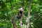 Young panda in a tree